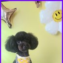 하이 멍뭉아 이미지