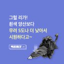 흰색 양산보다 검은색 양산이 시원한 이유 이미지