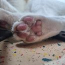 통영시 동물보호센터 | 통영 고양이섬 용호도 고양이학교 방문 후기