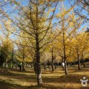 은행나무 이미지