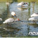 우포 따오기 구조 치료센터 이미지