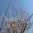 성모한의원 | 편평사마귀 제거 일대기_서울 경기 편평사마귀 성지 찾기_하