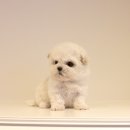 언커먼독 이미지