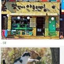 야옹아 멍멍해봐 이미지