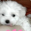 말티네 집 이미지