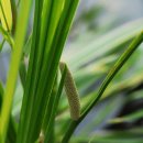 천남성과(Araceae) 9속 이미지