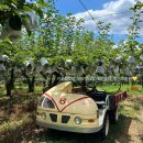 배등지 황금농장 | 신품종 햇배 조이스킨 황금배 배 농장 택배 주문 방법 + 후기까지!