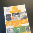 애견카페 제니콩콩 이미지