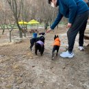 숲속애견랜드 이미지