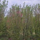 매호농장 이미지