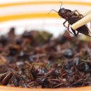 영국, 식용 곤충 판매 출시 임박 이미지