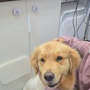 사랑할개 이미지