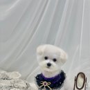 빵독 반려미용실 이미지