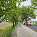 푸른샘약국 | 5월 꽃구경 명소, 진천 이팝나무길과 청보리밭 청주 근교 나들이 후기!