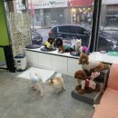 Lucky 애견샵 네이버블로그