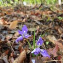 각시붓꽃(Iris rossii) 이미지