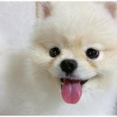 놀루오숑 이미지