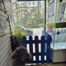 조양래 동물병원 미용실 | 분당 아름동물병원 스켈링 비용, 피지낭종 제거 후기