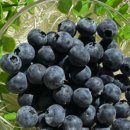 자연청과 이미지