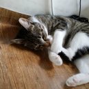 로엔유치원 이미지