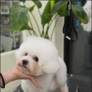 대구애견미용 모여라솜뭉치 이미지