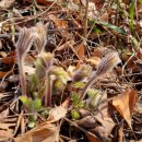 향기원 풍차 이미지