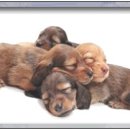 닥터훈트 이미지