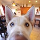 고마워강아지 이미지