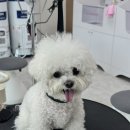 새하얀피부사랑 | ✂️ 새하얀 눈송이 같은 미모! 6살 비숑 '백송이'의 귀툭튀 미용 후기 ❄️