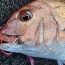 구조라위판장 이미지