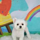 포미펫샵 이미지