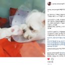 미엘동물병원 | [미엘동물병원] 인스타그램 후기 모음 ♥