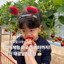 태광1농장 | 딸기체험은 지금이 기회! 당진 태광딸기농장 카페 놀이터 다 되는 충남 아이랑 갈만한곳