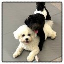 올케어댕 이미지