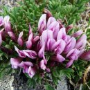 난쟁이토끼풀 [Dwarf clover (Trifolium nanum)] 이미지