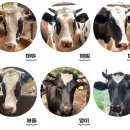 신월목장 이미지