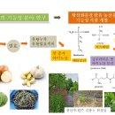 Sulfur assimilation(번역) 황의 동화작용- 의약같은 농산물 이미지