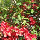 길세탁소 이미지