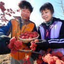 지리산꾸지뽕농장 | 꾸지뽕즙 꾸지뽕효능 산청한방꾸지뽕 당뇨에좋은음식 추천^^