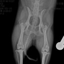 부평 모모 동물병원 이미지