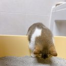 안녕,고양이 | 미켈란제로 블랙 벤토나이트모래 후기｜먼지 ZERO 냄새 ZERO, 고양이모래 완벽 리뷰