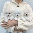 멍멍왕자 야옹공주 이미지