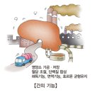 지방간 (Fatty liver) 이미지