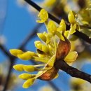 산수유축제장 이미지