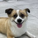 시니어 동물병원 | 잠실 송파 방이역역동물병원 올림픽동물의료센터, 시니어강아지 심장초음파 자세한 후기