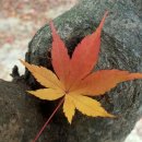 단풍나무 이미지