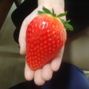 킹스베리 이미지