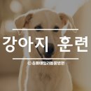 대한동물병원(출장전문) 이미지