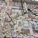 월배초등학교 | 달서구 진천동 도어락/월배초등학교 사랑반/로그홈LH310-H/후크형 도어락/미닫이문 도어락/24시도어락...