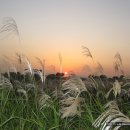 하늘공원 이미지